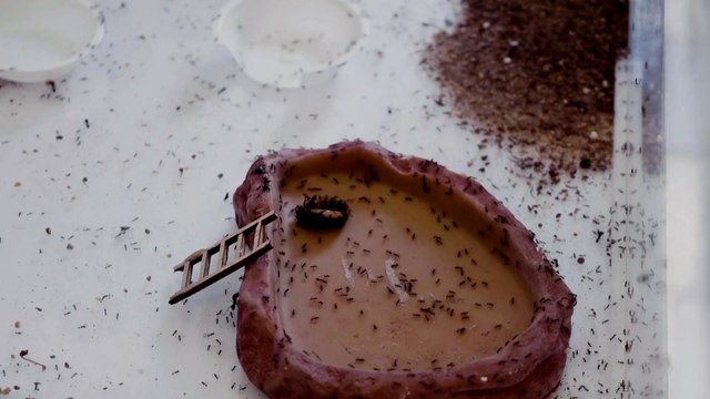 Ants as pets ‘require care and responsibility’, says owner of Singapore shop for ant fanciers