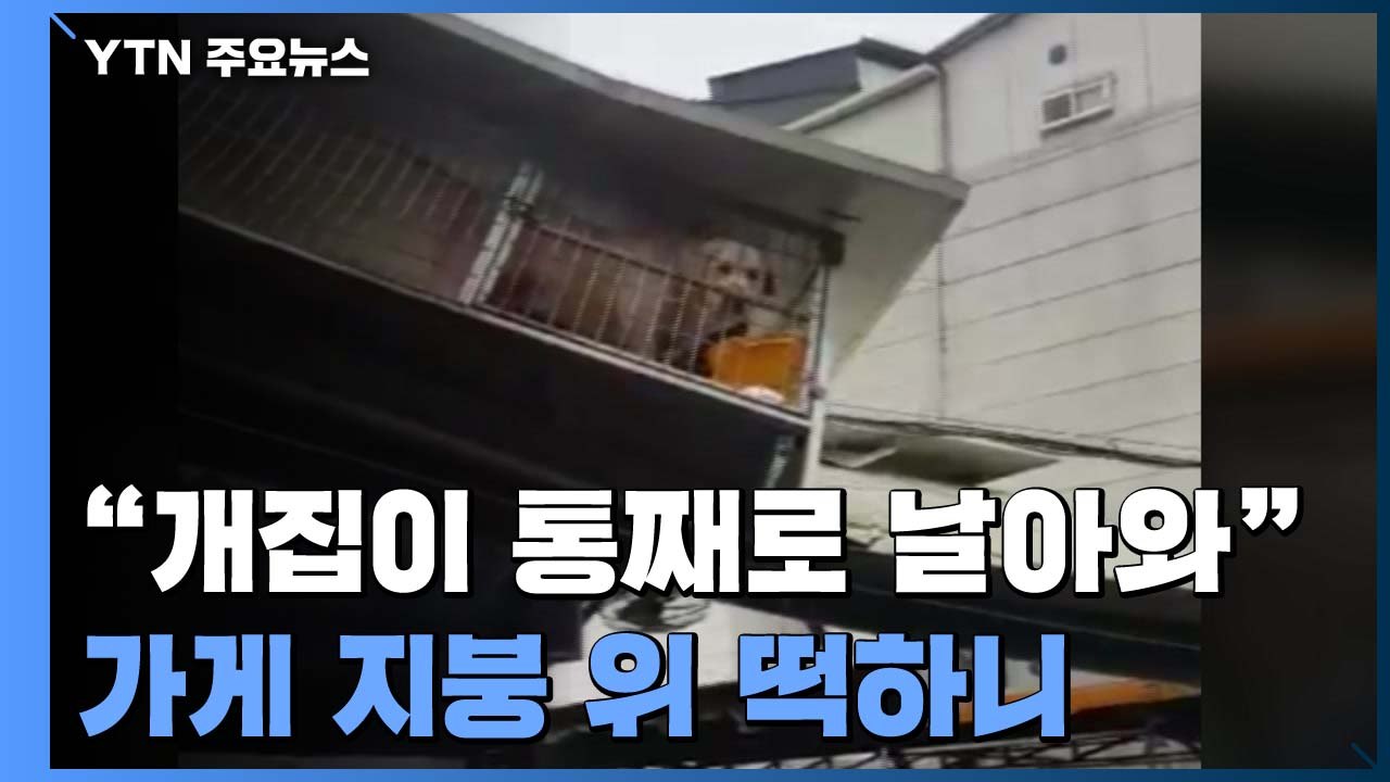 강풍에 개집까지 '휭' 날아간 개들...급류 휩쓸린 고라니 / YTN