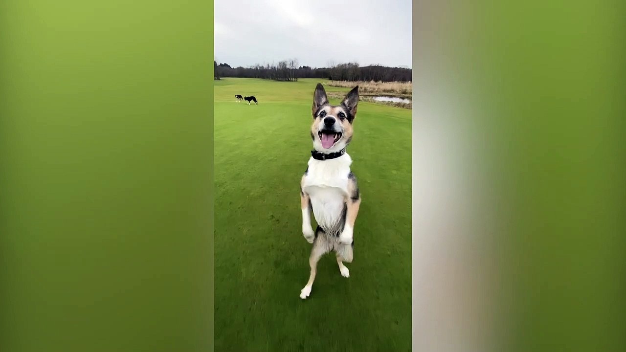 walking dog