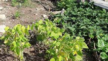 Le potager de Célian, sélectionné pour la finale du concours de potagers de France Bleu Besançon