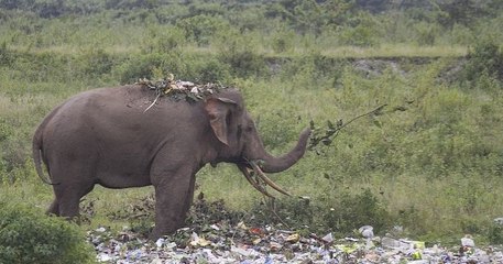 En Inde, un éléphant se nourrit de déchets plastiques abandonnés dans la nature