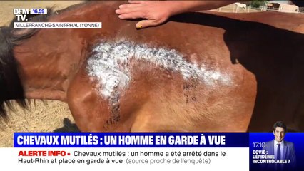 Chevaux mutilés: un homme a été arrêté dans le Haut-Rhin et placé en garde à vue