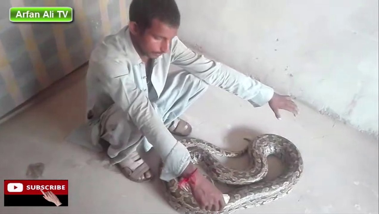 Anaconda Snake In Real Life by Arfan Ali TV