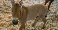 Des scientifiques clonent avec succès un cheval de Przewalski, une espèce en voie de disparition