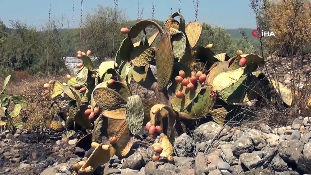 Tarım arazisindeki yangın zeytin ağaçları ve Frenk incirlerini kül etti