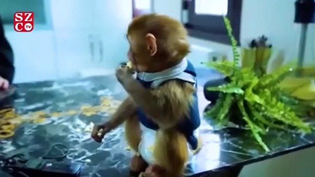 Sosyal medya fenomenine ikinci kez kaçak hayvan operasyonu