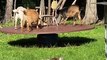 Dwarf Goats Happily Play on Merry-Go-Round