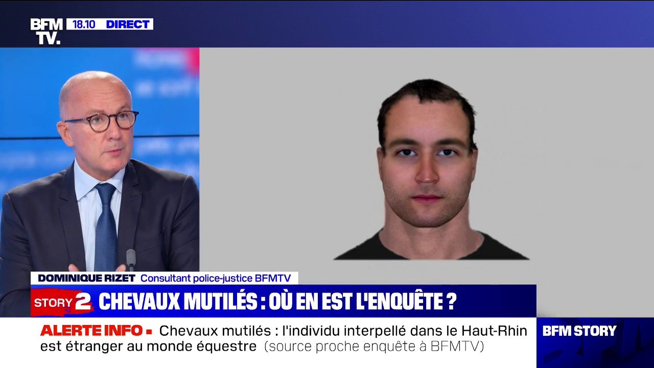 Chevaux mutilés: l'individu interpellé dans le Haut-Rhin est étranger au monde équestre