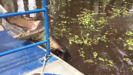 Ce guide touristique joue avec un énorme crocodile en Louisiane
