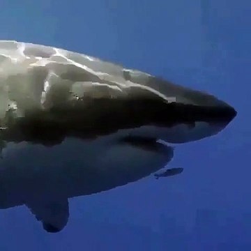 Ce poisson courageux nage devant la gueule d'un grand requin blanc
