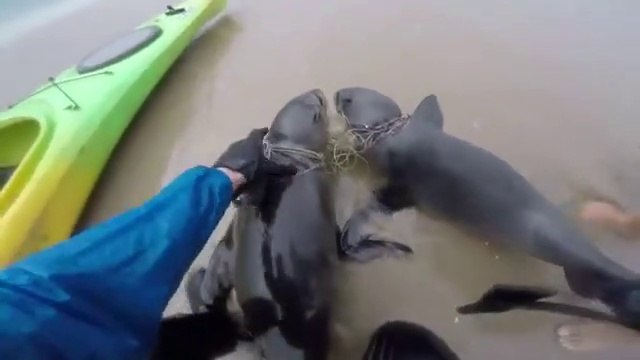 Un kayakiste sauve 2 otaries attachées ensemble par une ligne de pêche