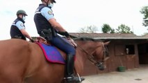 Autoridades francesas detêm suspeito de atacar cavalos