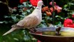 Dove nature beaut ||Birds lover||Dove in trees||Dove bird||Dove hunting||dove bird lovers||nature is beautiful||beautiful birds||