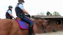 Fahndung nach Pferderipper: Verdächtiger wieder auf freiem Fuß