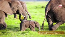 Part1: Mother Animals Saving Their Babies I Emotional Moments Of Animal Moms| Urdu, Hindi | AMC info
