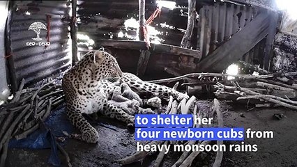 Leopardess and cubs take shelter from rain in Indian village shed