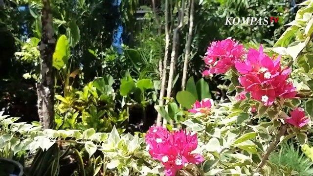 Tanaman Hias di Madiun Laris Manis