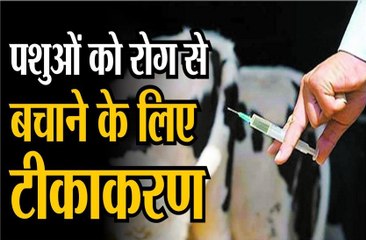 पशुओं को रोग से बचाने के लिए टीकाकरण