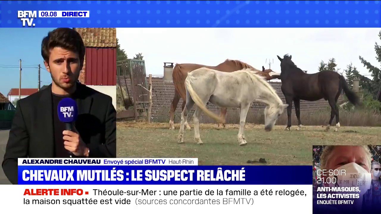 Chevaux mutilés: le suspect arrêté lundi et placé en garde à vue a été remis en liberté sans poursuite