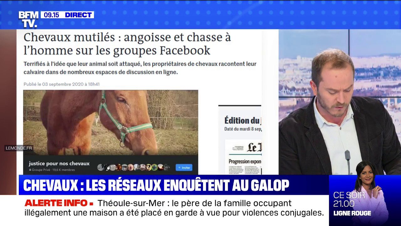 Chevaux mutilés: des groupes sur les réseaux sociaux soutiennent et enquêtent