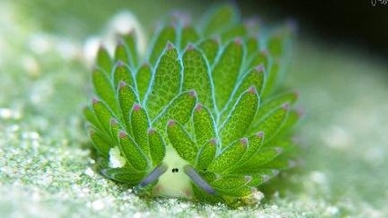 Hewan Leaf Sheep, Satu-satunya Hewan yang Bisa Fotosintesis