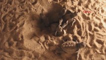 Kuşadası'nda 29 caretta caretta yavrusu denizle buluştu