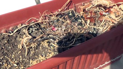 Annesi ölen yavru kuşları evlat edindi