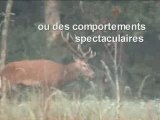 Les animaux sauvages de la forêt de Fontainebleau