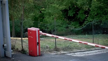 Wild boar roam freely in Rome's Insugherata park