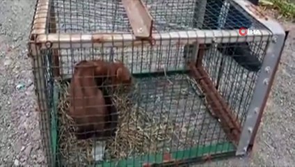 Kümesine dadanan sansarı yakaladı ama öldürmeye kıyamadı