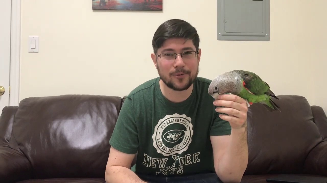 5 Ways to Keep You and Your Parrot Entertained!