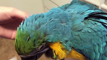 Rachel Blue and Gold Macaw Pin Feathers