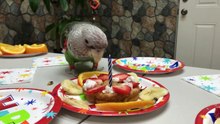 Truman Cape Parrot - Happy 10th Birthday!!!