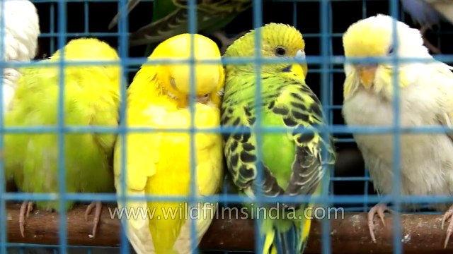 Sonepur Mela : Asia's biggest cattle fair