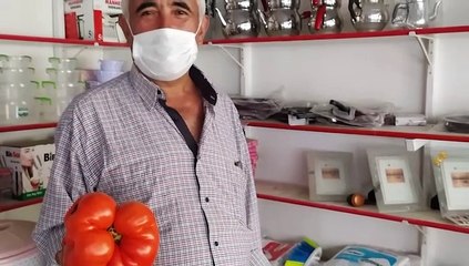 Bu domates tam 1.5 kilo!