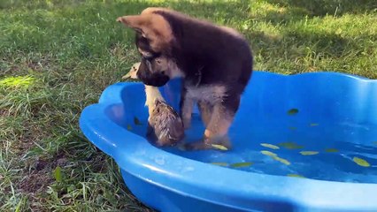 Télécharger la video: Un chiot berger allemand rencontre pour la première fois  un caneton !