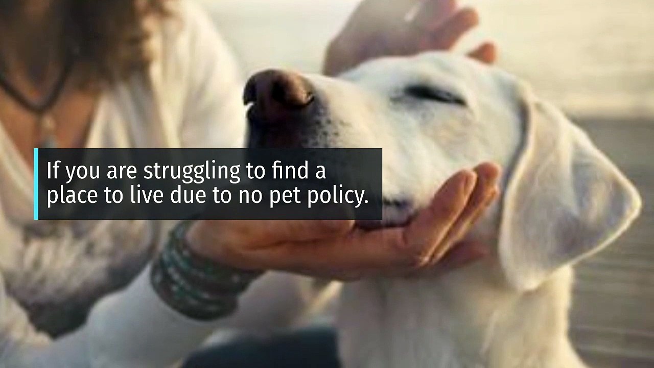 Emotional Support Animal Certification