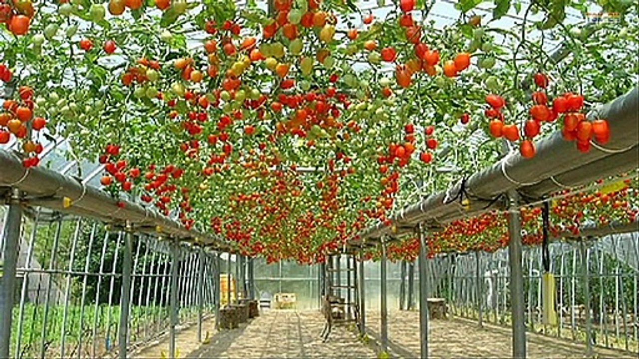 WOW! Best Tomato Farming Modern Innovation Technique - Super tomato yield