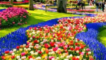 Keukenhof Tulip Festival 2018