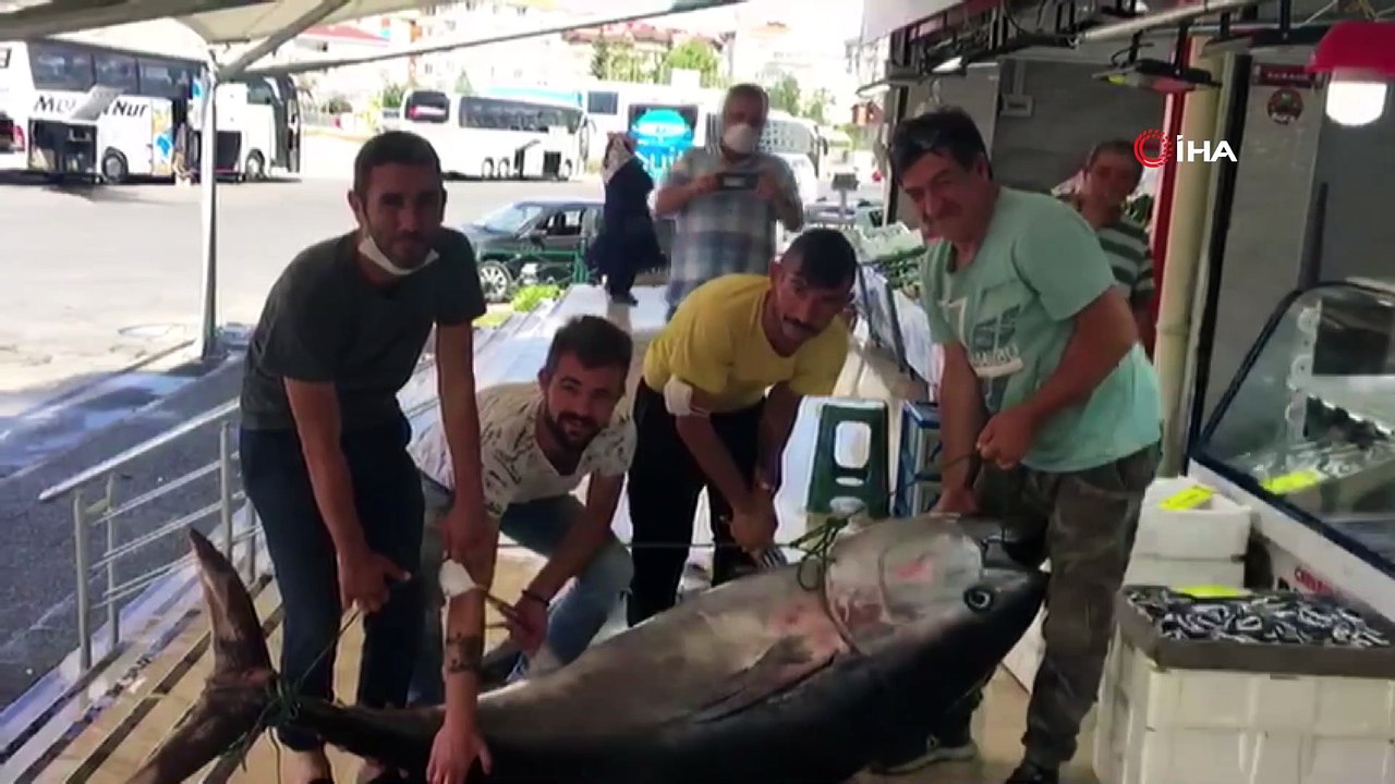 Marmara'da dev orkinos balığı yakalandı