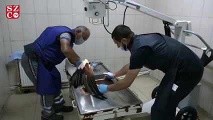 Yaralı leyleğe belediye sahip çıktı