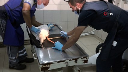 - Yaralı Leyleğe Esenyurt Belediyesi sahip çıktı