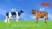 A1 और A2 दूध में क्या अंतर होता है? Difference between A1 & A2 Cow’s milk