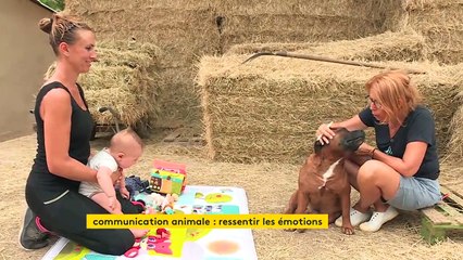 Alpes Maritimes : découvrez un stage de communication animale