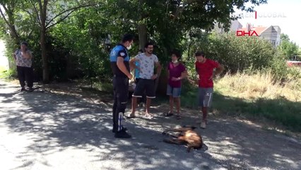 Edirne'de 'hayvanlar zehirli etle öldürüldü' iddiası