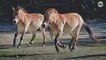 Un cheval de Przewalski, espèce en danger d'extinction, a été cloné pour la première fois