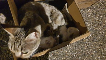 Elle abandonne ses chatons et laisse un vulgaire mot !