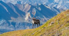Forages pétroliers en Alaska : le Canada s'oppose au projet qui menace les caribous