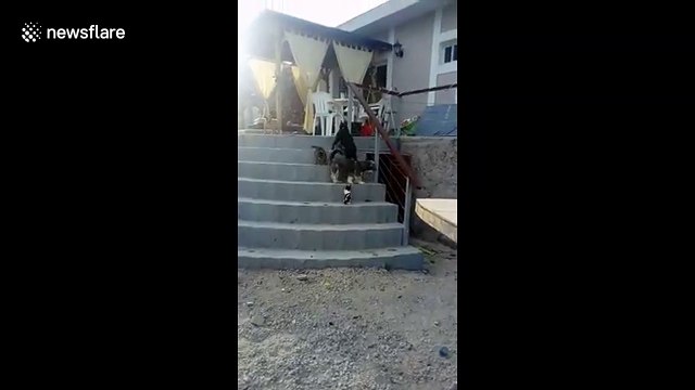 Dogs show three-legged kitten how to take on daunting steps in Tenerife