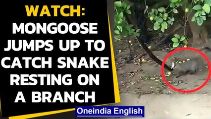 Mongoose jumps up to catch snake resting on a branch: Watch the video Oneindia News